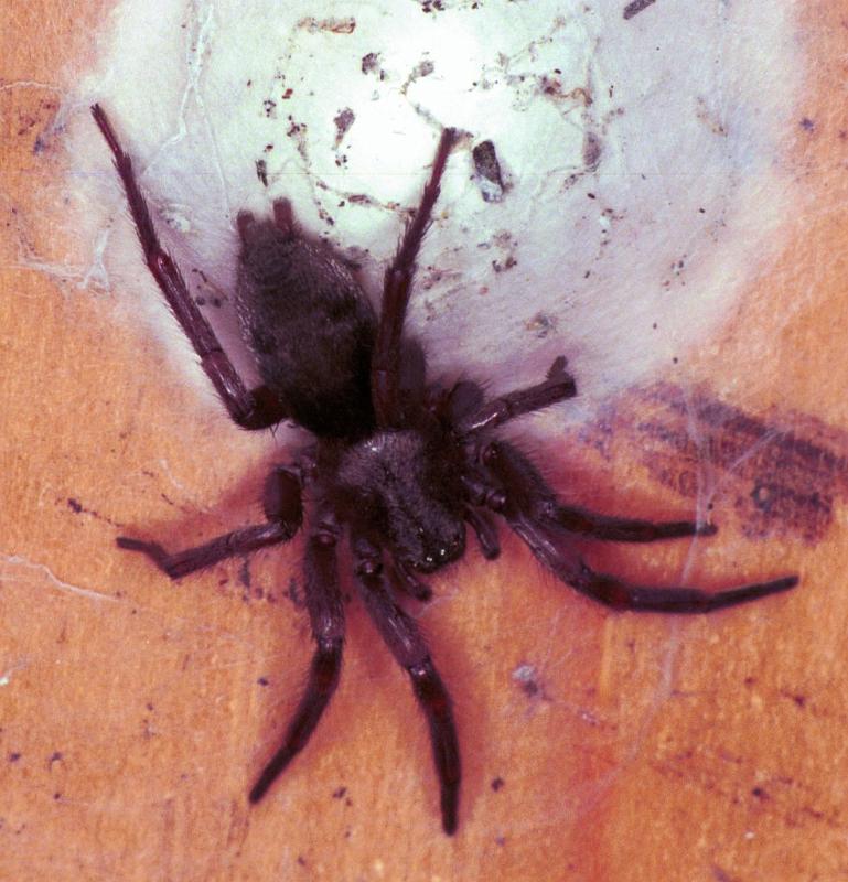 Scotophaeus_blackwalli_F1929_Z_87_Les Gris_Frankrijk.jpg